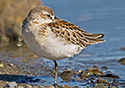 Calidris mauri